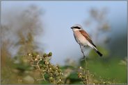 Heckenbrüter... Neuntöter *Lanius collurio*, Männchen auf dem Ausguck in der Brombeerhecke