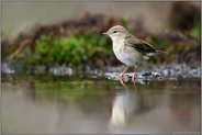 an der Wasserstelle... Fitis *Phylloscopus trochilus*, schwach gelbliche Brust, weißlicher Bauch, hellbraun-gelbe Beinchen