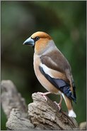 blauschwarz glänzende Schwungfedern... Kernbeißer *Coccothraustes coccothraustes*, adultes Männchen im Prachtkleid