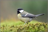 häufiger Gartenvogel... Kohlmeise *Parus major* im Wald