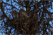 das Nest... Waldohreule *Asio otus*, junge Waldohreulen auf ihrem Nest in einem Nadelbaum, einer Fichte