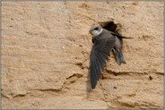 Halt in der Sandwand... Uferschwalbe *Riparia riparia* in einer Sandgrube am Niederrhein