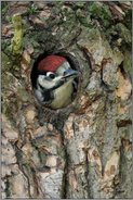 Jungvogel in der Bruthöhle... Buntspecht *Dendrocopos major*, junger Specht schaut aus seiner Höhle in einem Baum