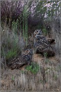 noch einmal zu zweit... Europäischer Uhu *Bubo bubo*