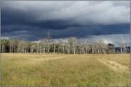 toter Wald... Hohes Venn *Eifel*