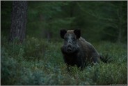 beste Aussichten... Wildschwein *Sus scrofa*