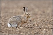 braun auf braun... Feldhase *Lepus europaeus* auf blankem Acker, Hasen in der Mythologie