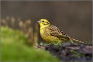 farbenfroh... Goldammer *Emberiza citrinella*, heimischer Singvogel, Männchen im Prachtkleid, Sommerkleid