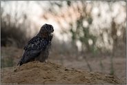 im sanften Gegenlicht... Europäischer Uhu *Bubo bubo*